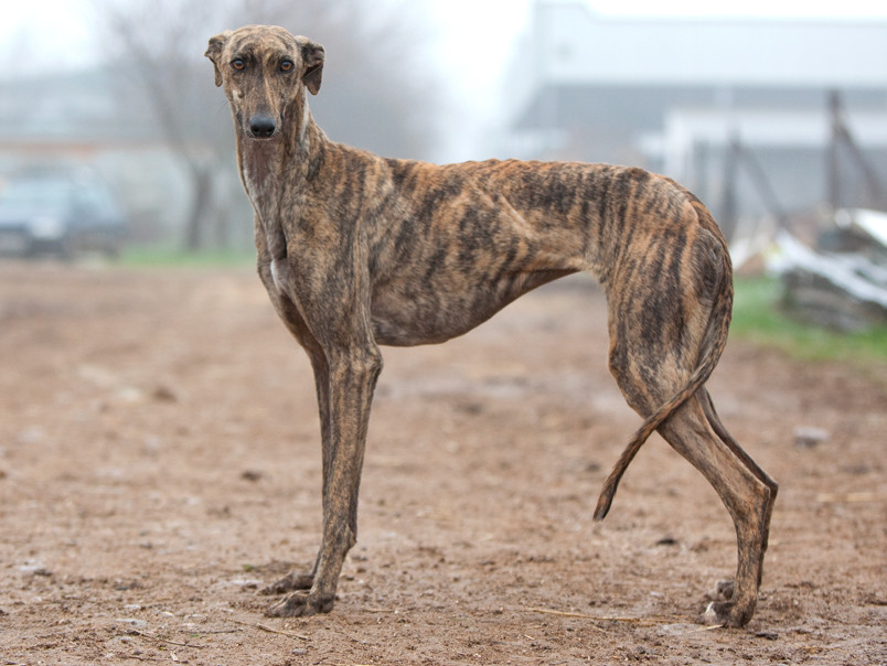 Inseminación artificial